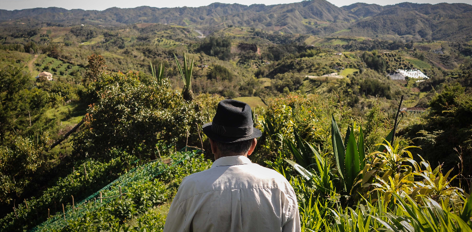 Colombia registró durante el 2024, un incremento del 0,8% del área cultivada según las Evaluaciones Agropecuarias Municipales, E