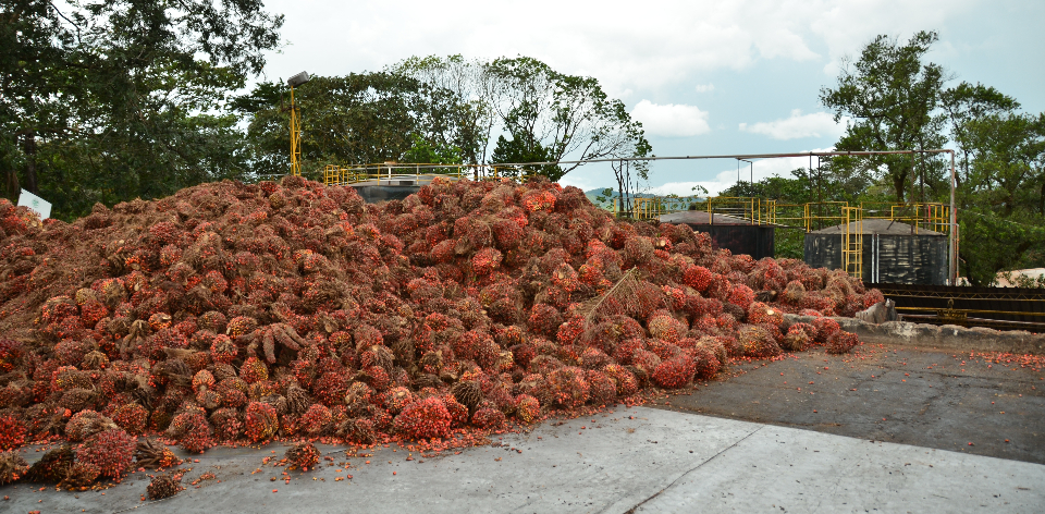 Exportaciones agropecuarias y agroindustriales de Colombia marcan récord histórico en abril de 2025