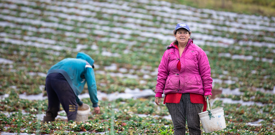 En mayo de 2025, el sector rural alcanzó 4,8 millones de personas ocupadas; el nivel más alto registrado para un mes de mayo en 