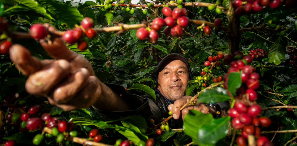 En mayo de 2025, el país exportó productos agropecuarios y agroindustriales por USD 1.322 millones, el mayor valor histórico par