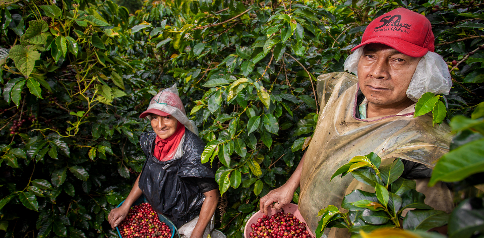 En lo corrido del año, esta división acumula un aumento del 4,88 % impulsado por el tomate (+61,38 %), el café (+26,89 %) y las 