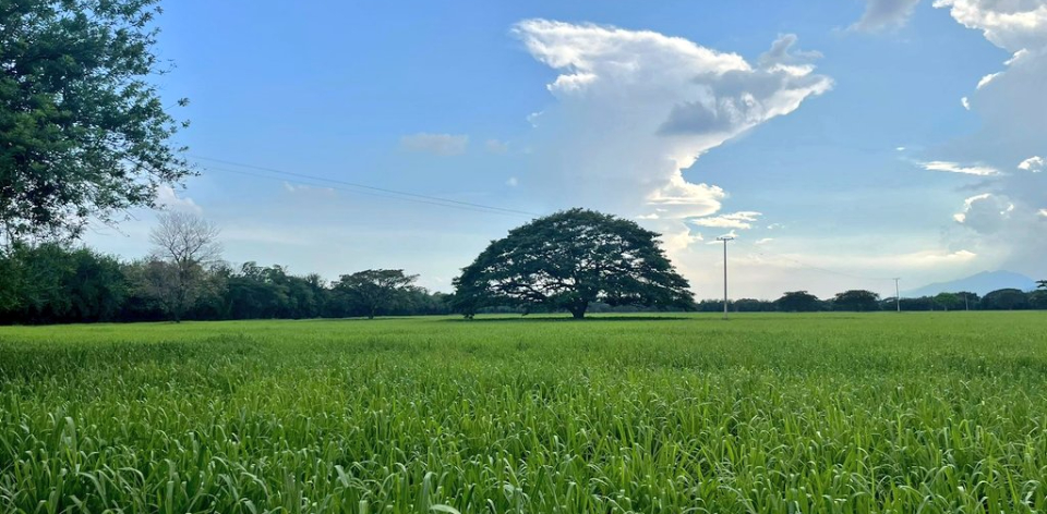 Colombia dispone de 42.944.940 ha de frontera agrícola (FA), continental e insular, en su actualización más reciente