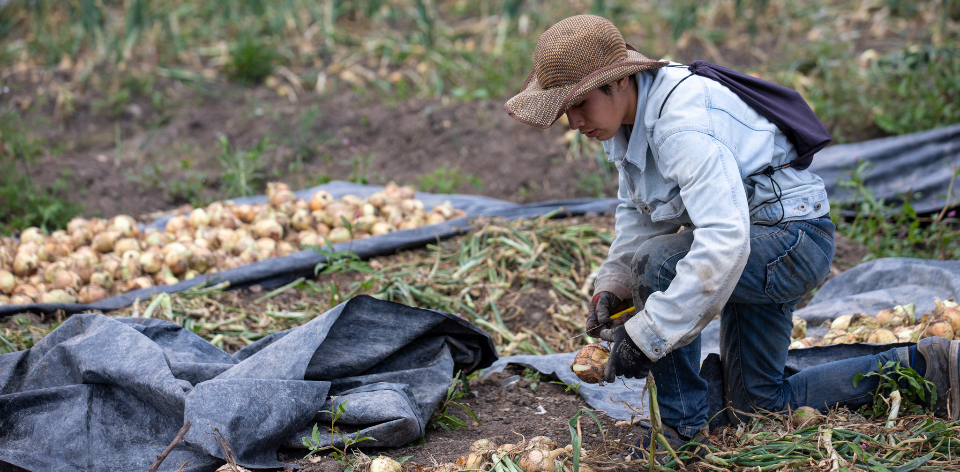 Región centro de Boyacá, la de mejores condiciones para la producción de cebolla bulbo