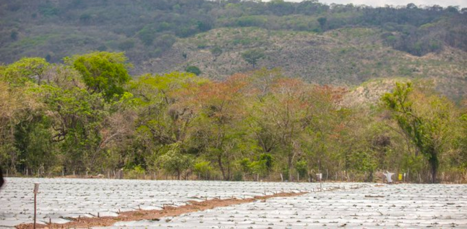 Frontera Agrícola el instrumento que planificación rural que promueve el uso eficiente del suelo y disminuye la pérdida de ecosi