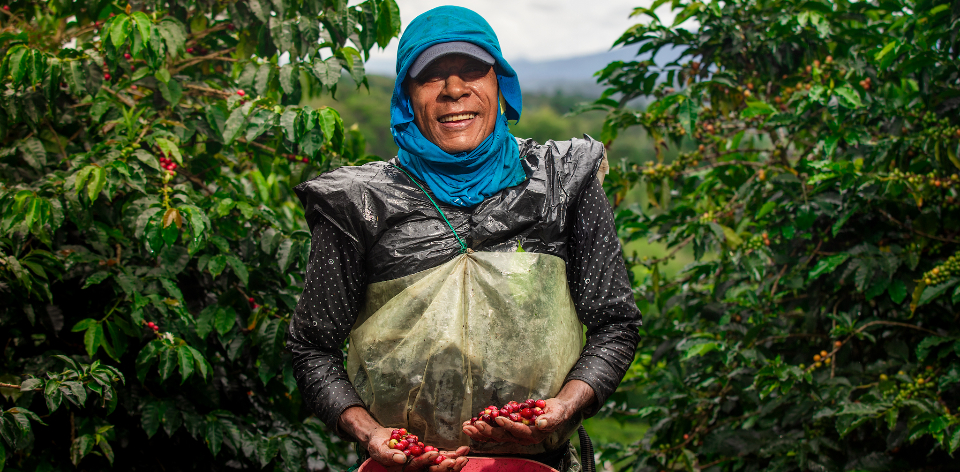 Cerca de 549.000 familias cafeteras producen más de 10,6 millones de sacos de café cada año en Colombia