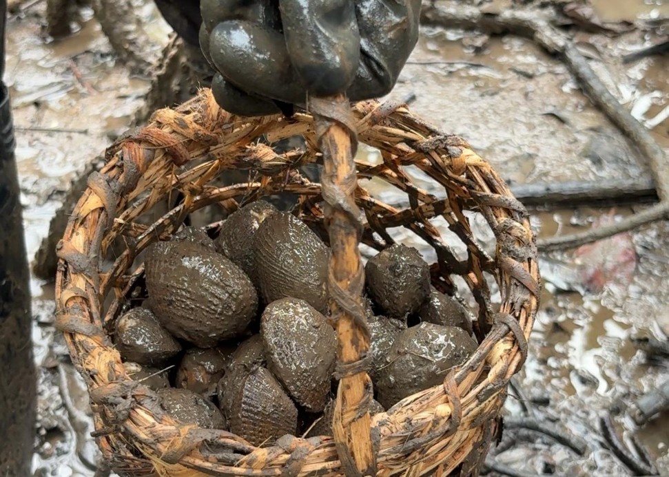 La piangua suele recolectarse en canastos tejidos.