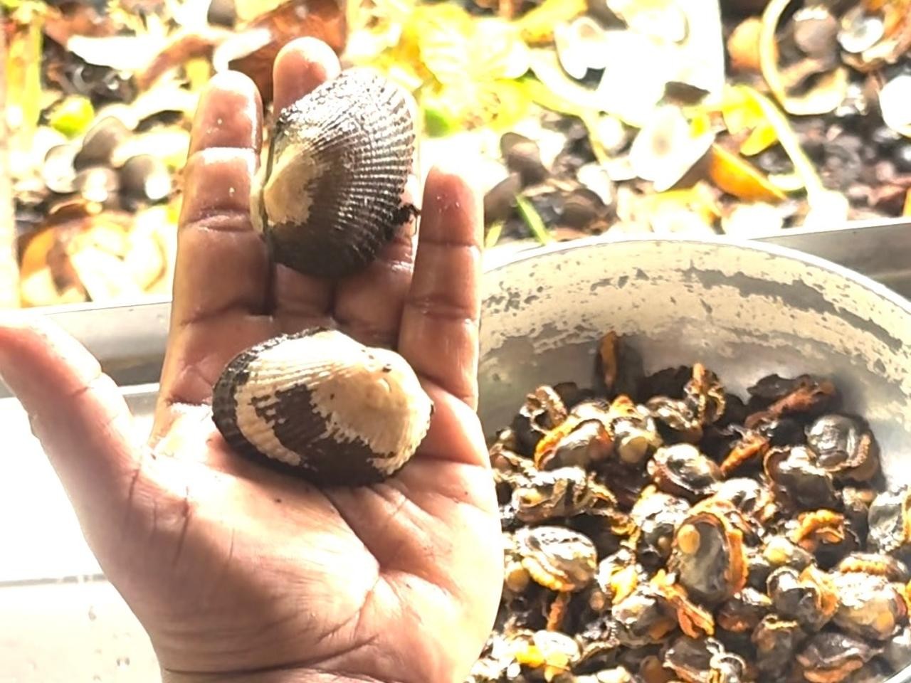 Preparación de la piangua para cocinarla.