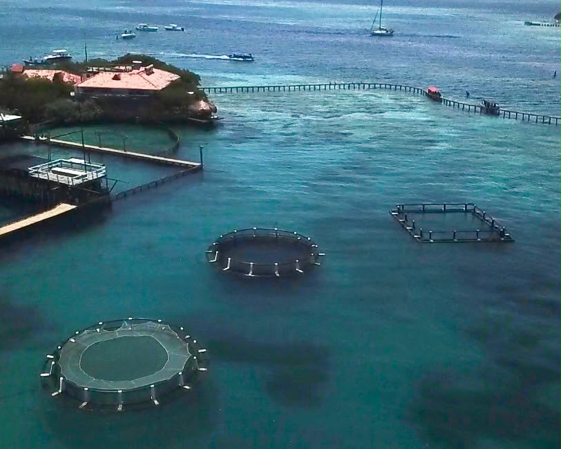 Las jaulas flotantes de acuicultura marina en el CEINER usan materiales como el polietileno y derivados del cobre