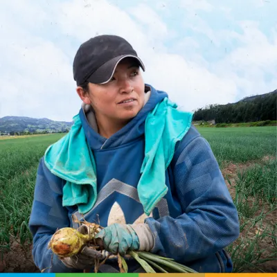 Levantamiento de costos de producción del cultivo de cebolla bulbo