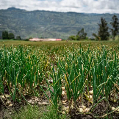 Levantamiento de costos de producción de cebolla bulbo