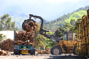 Colombia has timber.