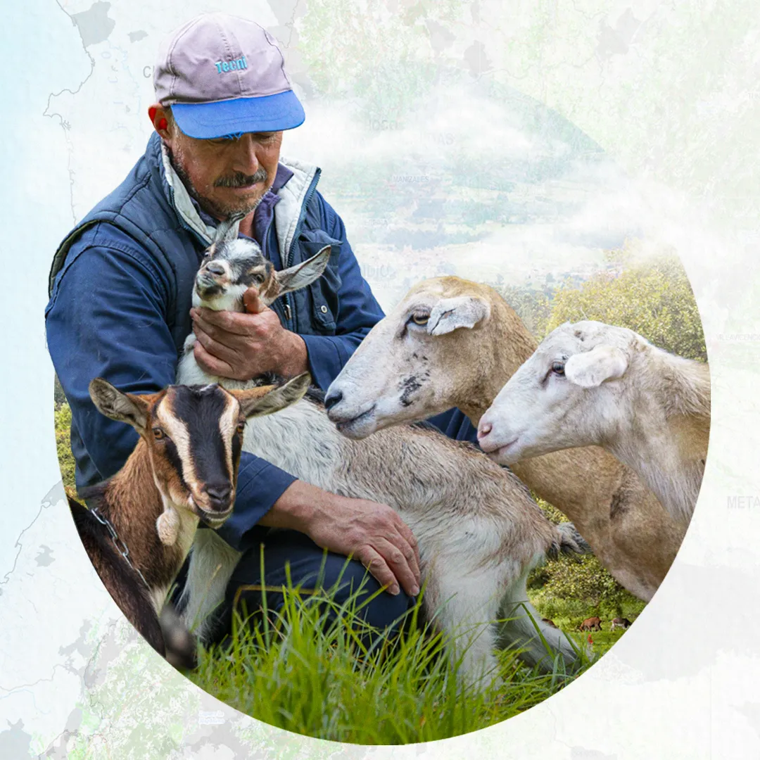 POP Ovino Caprino (Cundinamarca y Boyacá)