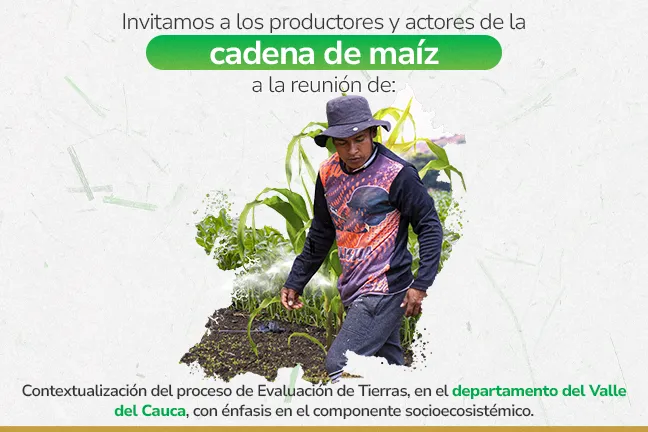 Evaluación de tierras para la cadena de maíz, en el departamento del Valle del Cauca