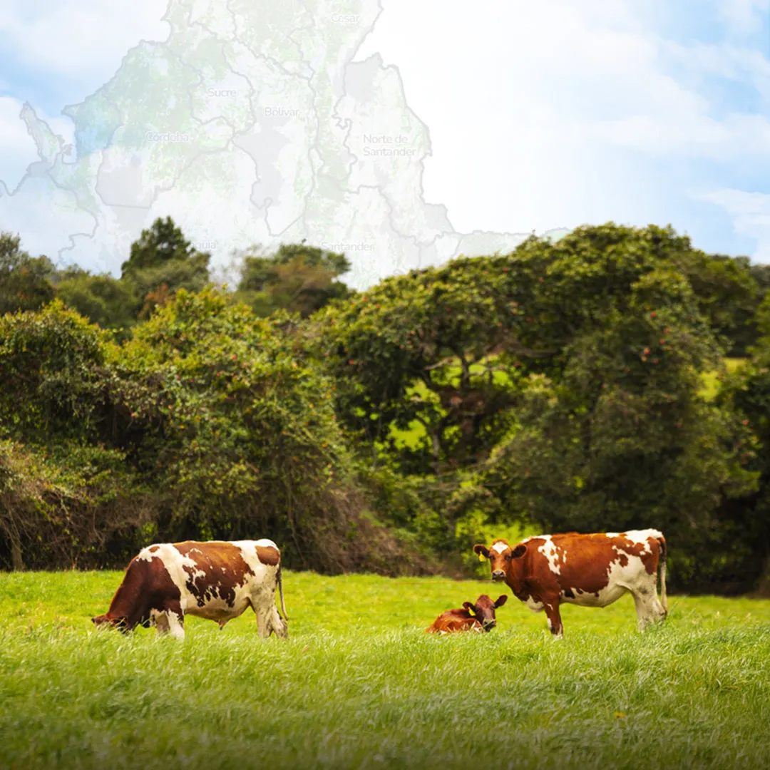 Actualización de la Zonificación de Aptitud para la producción de leche bovina en pastoreo. Cundinamarca.