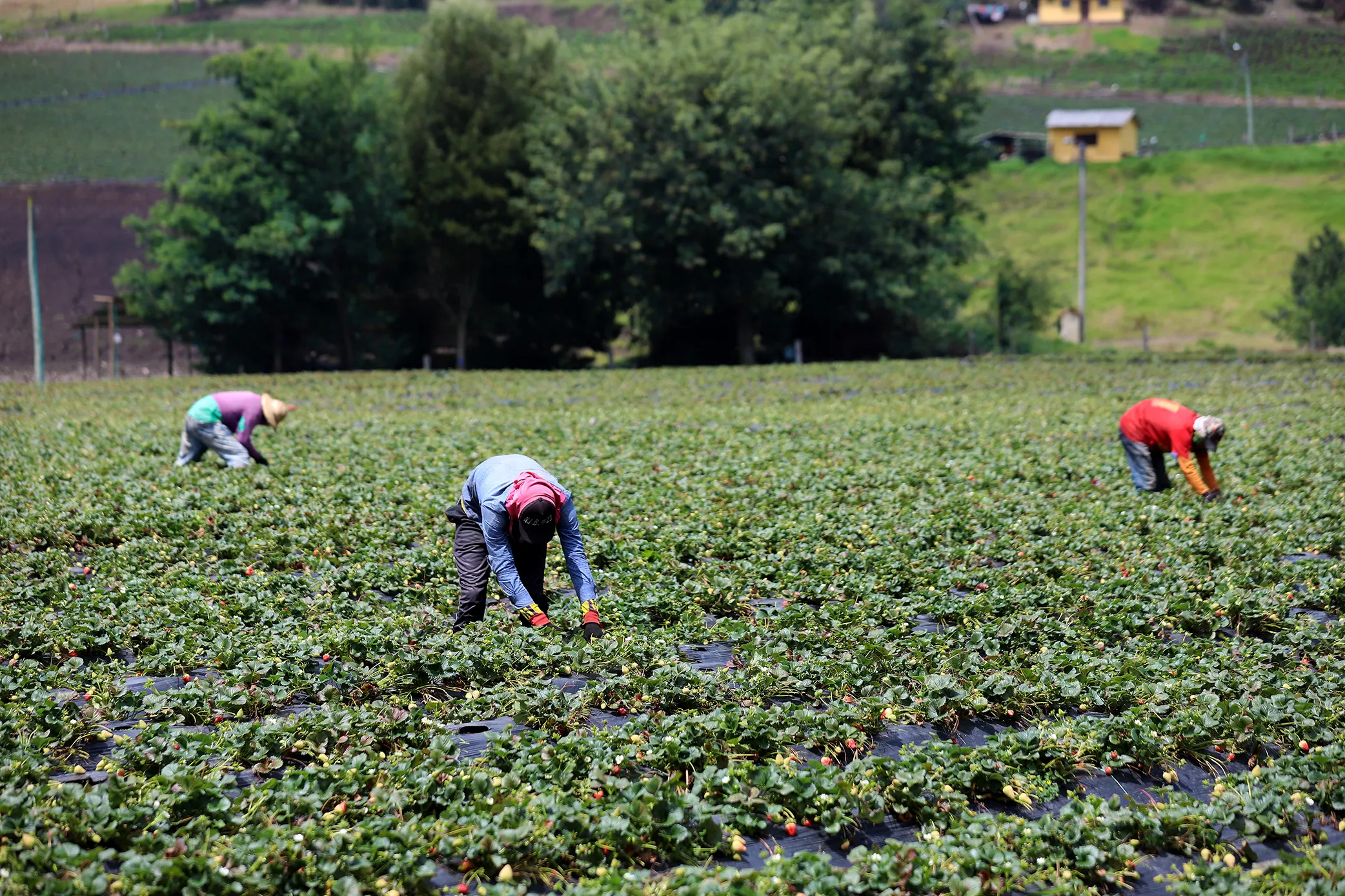 Sexta jornada de socialización de temas de interés para el sector agropecuario
