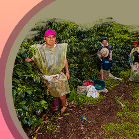 Levantamiento de costos de producción del cultivo del café