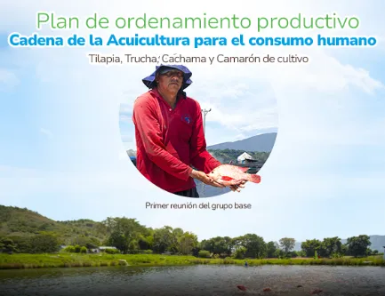 POP de la Cadena de la Acuicultura para el consumo humano