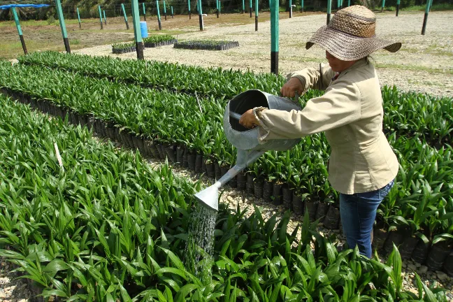 Cuarta jornada de socialización del Plan Estadístico Sectorial, PES Agropecuario