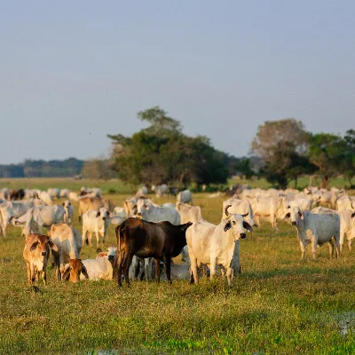 Octava jornada de socialización de temas de interés para el sector agropecuario