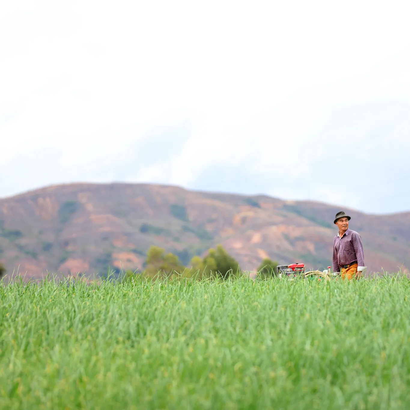Semillas Digitales: Blockchain transformando el agro