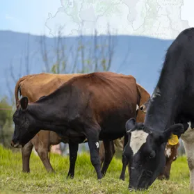 Actualización de la Zonificación de Aptitud para la producción de leche bovina en pastoreo. Boyacá.