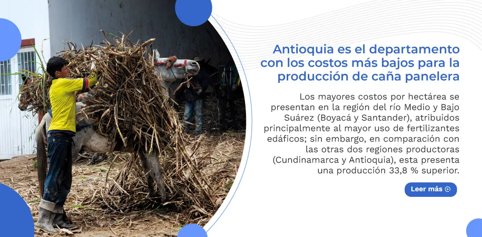 Antioquia es el departamento con los costos más bajos para la producción de caña panelera