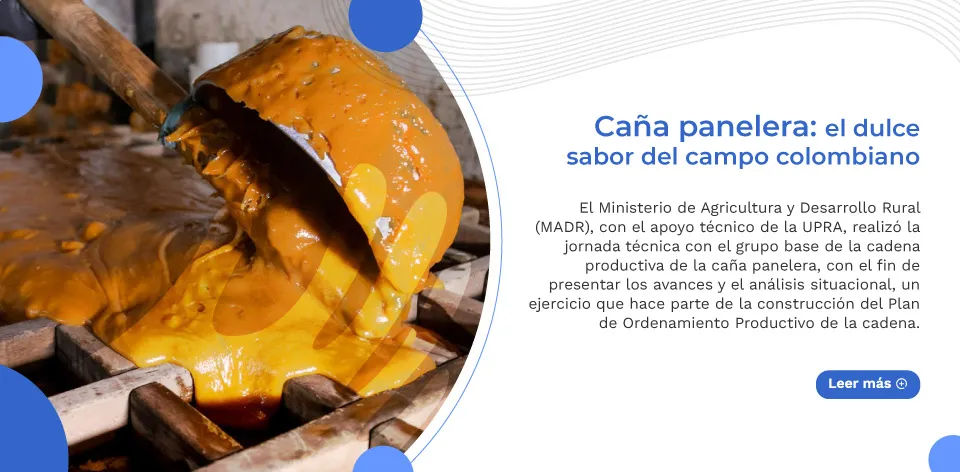 Caña panelera: el dulce sabor del campo colombiano