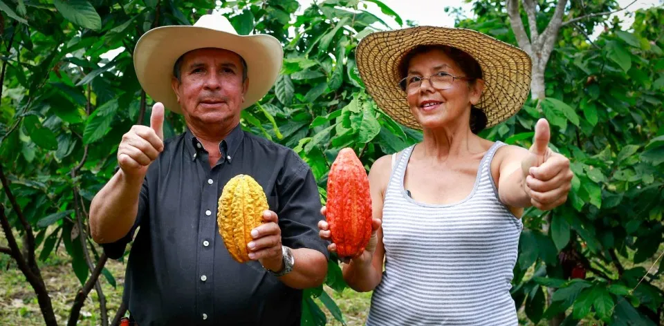 Cacao de Colombia: conquistando paladares alrededor del mundo Cacao de Colombia: conquistando paladares alrededor del mundo