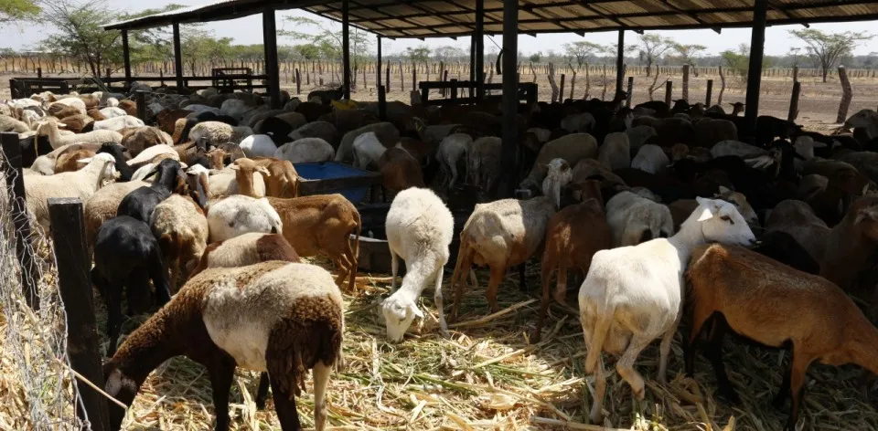 Caprinos colombianos: una especie con potencial de exportación