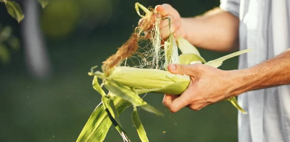 Colombia: Un país maicero por tradición