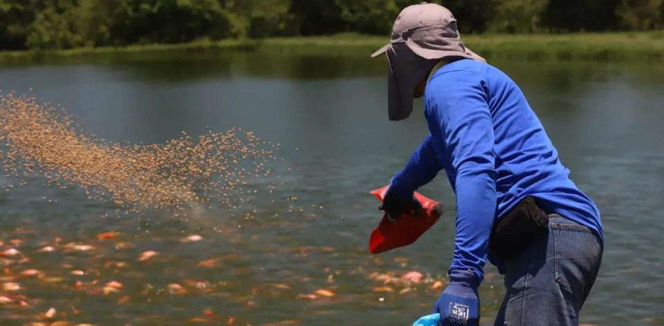 Como pez en el agua avanza la formulación del Plan de Ordenamiento Productivo de la Cadena de Acuicultura Como pez en el agua avanza la formulación del Plan de Ordenamiento Productivo de la Cadena de Acuicultura