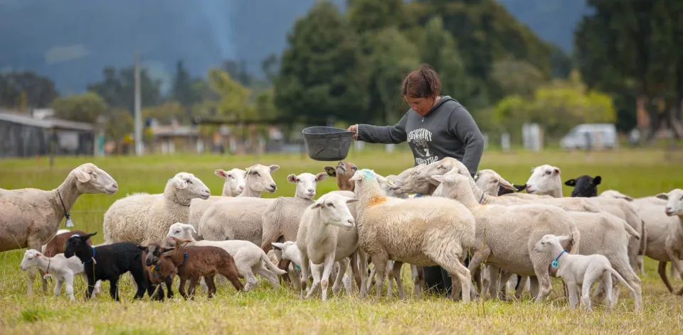 El 30 % del territorio colombiano es apto para la producción de carne ovina en pastoreo El 30 % del territorio colombiano es apto para la producción de carne ovina en pastoreo