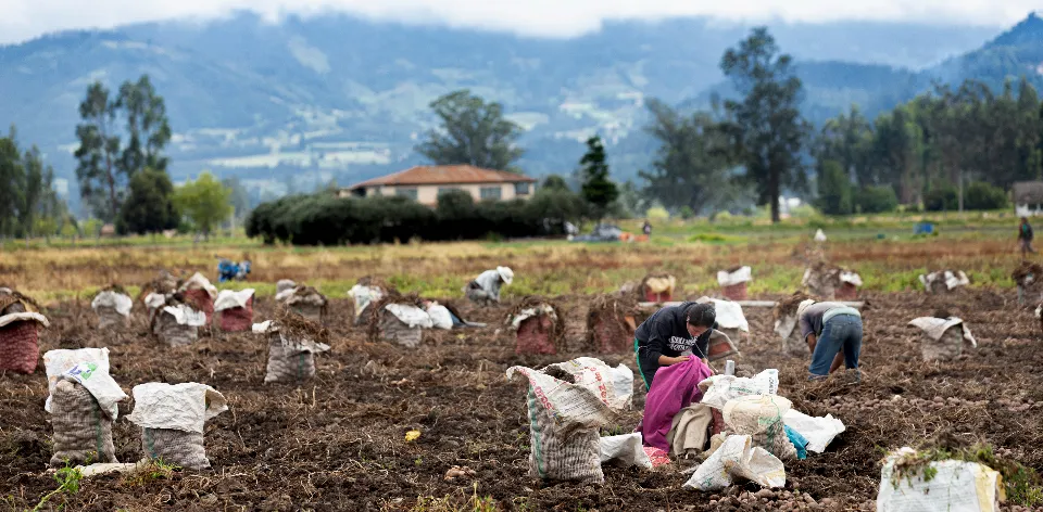 El campesinado es reconocido como sujeto de derechos y especial protección en Colombia