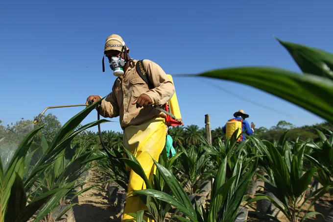 Socialización PES Agropecuario: El cultivo de Palma en Colombia. 9:00 a.m11:00 m.