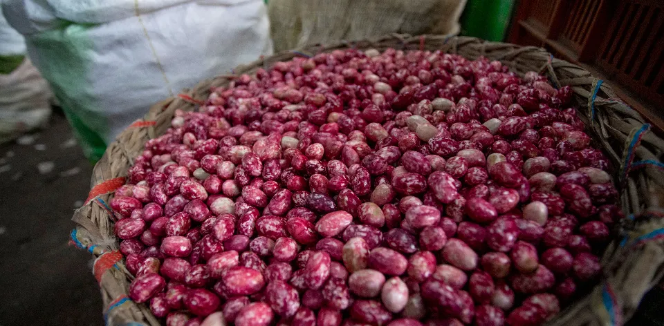 El occidente del Huila, la mejor región para la producción de fríjol cargamanto