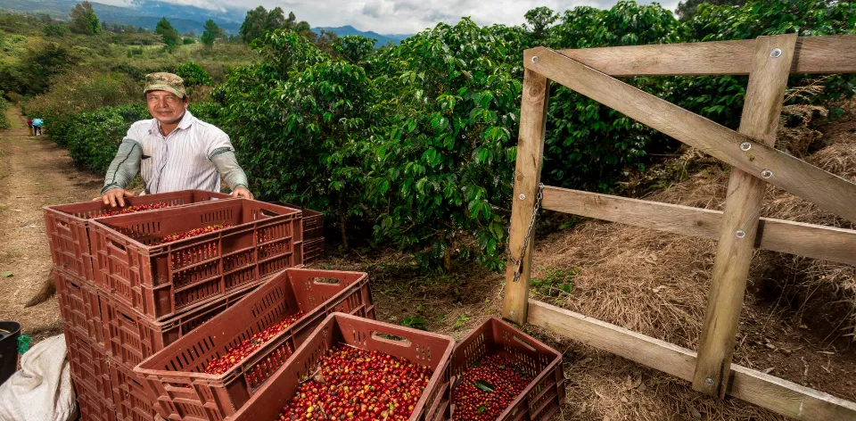 El sector agropecuario empieza a repuntar con una variación en el PIB de 0,3 % durante el primer trimestre del 2023