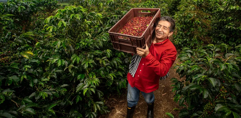 En agosto bajaron los precios del arroz y algunas frutas como naranja sweet, banano criollo, mandarina común, guanábana y guayaba