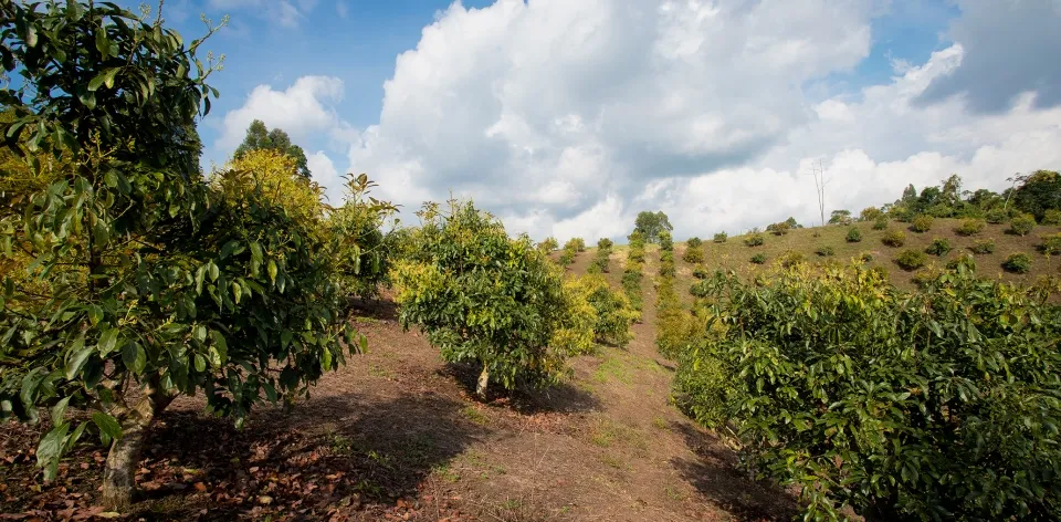 En diciembre no se presentaron variaciones significativas en los precios de los insumos agrícolas