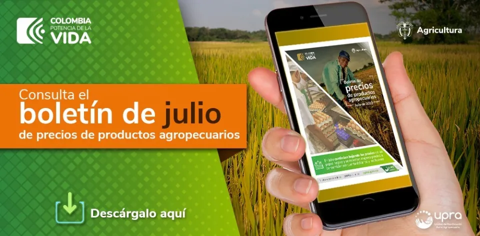 En julio bajaron los precios de las papas negras, arroz, huevo y otros productos del campo colombiano En julio bajaron los precios de las papas negras, arroz, huevo y otros productos del campo colombiano