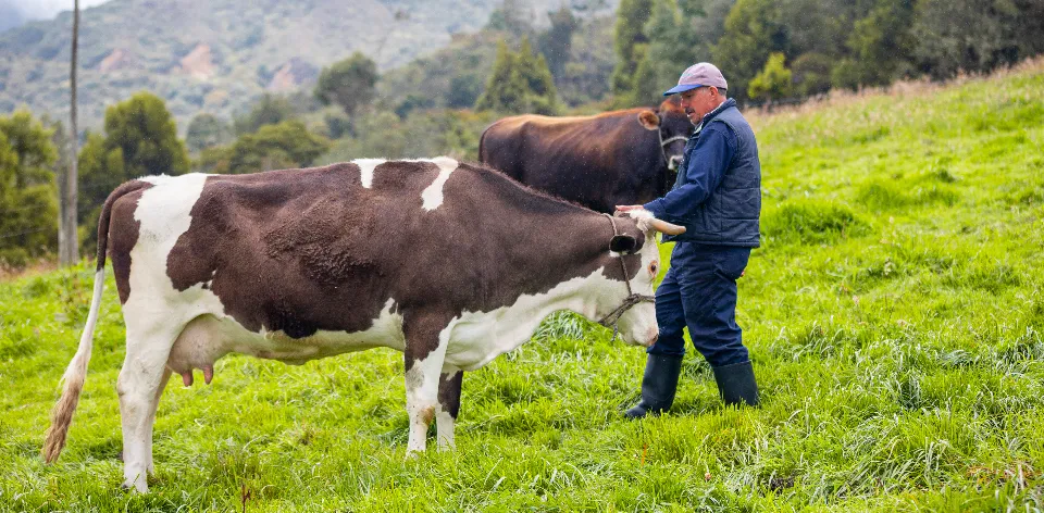 Entérate de los precios de la leche a través de Agronet: transparencia en la cadena de comercialización Entérate de los precios de la leche a través de Agronet: transparencia en la cadena de comercialización