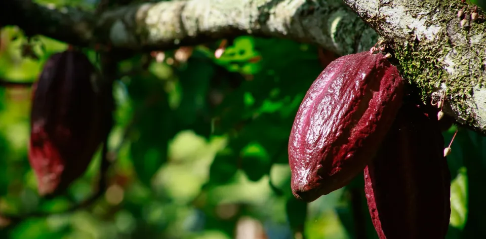 Exportaciones agropecuarias crecieron 18,9 % en febrero de 2025, con un aumento en el café y la carne bovina