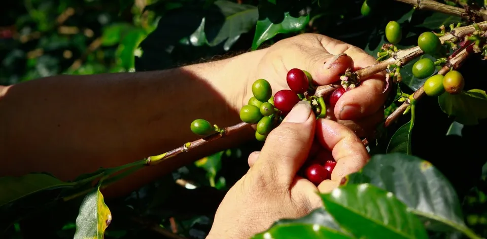 Exportaciones agropecuarias de Colombia