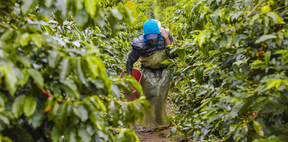 Granos, cereales, procesados y pescados son los grupos de alimentos que más aumentaron en el abastecimiento durante septiembre Granos, cereales, procesados y pescados son los grupos de alimentos que más aumentaron en el abastecimiento durante septiembre
