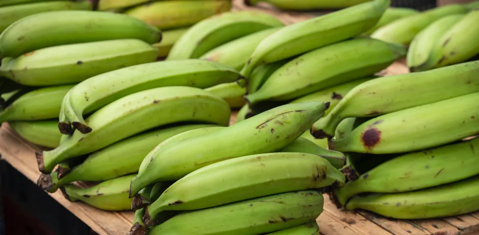 Industria bananera genera más de 150.000 empleos entre directos e indirectos a nivel nacional