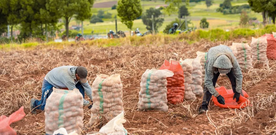 Insumos agrícolas disminuyeron de precio en enero del 2023