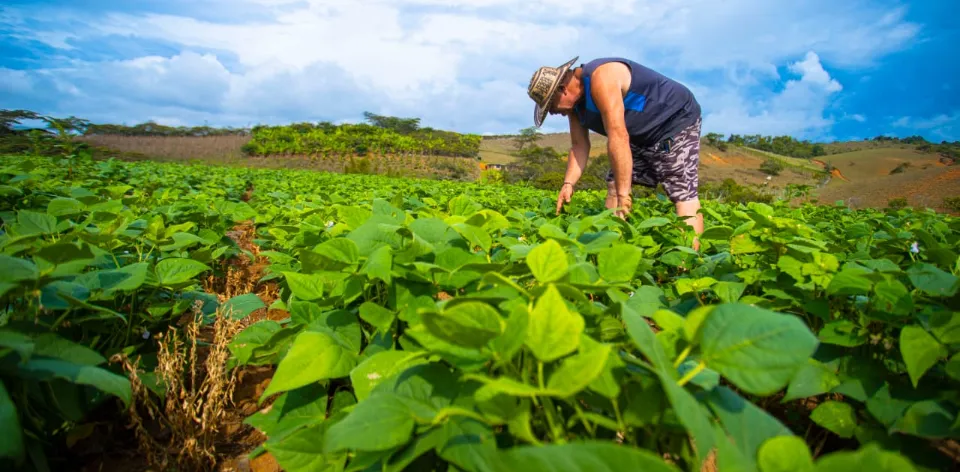La UPRA adelanta la zonificación del cultivo de fríjol en Colombia