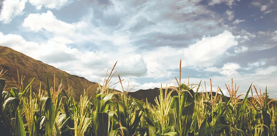 La UPRA presenta en Villavicencio el Plan de Reconversión Productiva Agropecuaria del Maíz para la Orinoquía