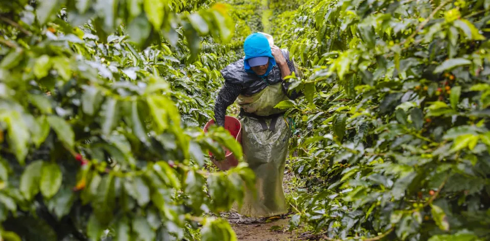 La tasa de desempleo en las zonas rurales para agosto de 2023 fue de 7%, la más baja para este periodo desde 2018 La tasa de desempleo en las zonas rurales para agosto de 2023 fue de 7%, la más baja para este periodo desde 2018
