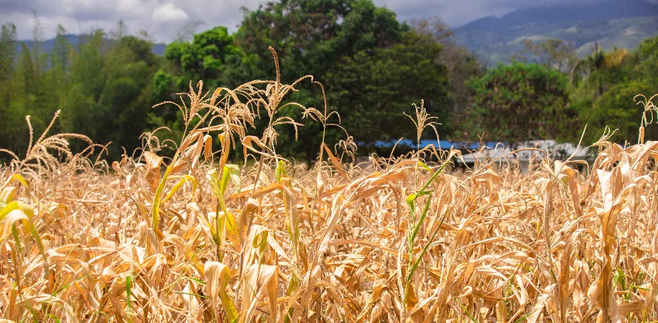 Las importaciones agropecuarias en Colombia cayeron un 5,6 % en diciembre de 2024