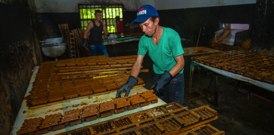 Las zonas aptas para la caña panelera en Colombia es de 12,6 millones de hectáreas